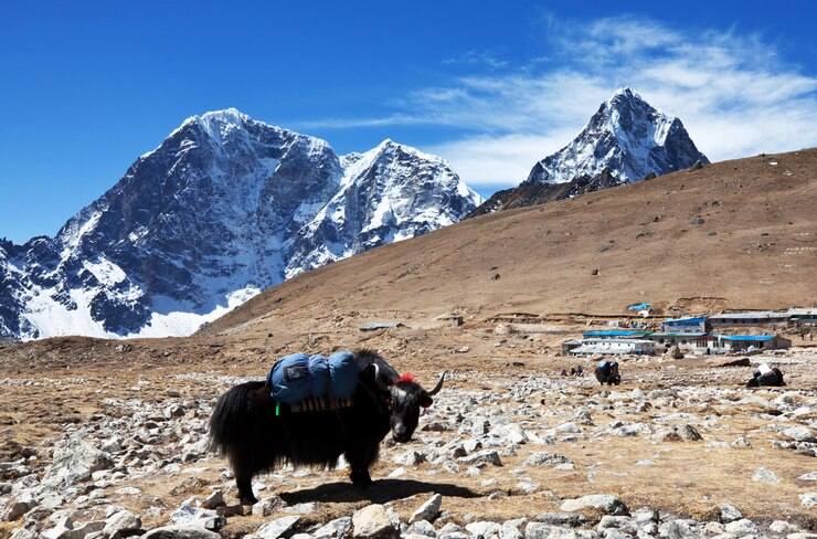 Bhutan wildlife