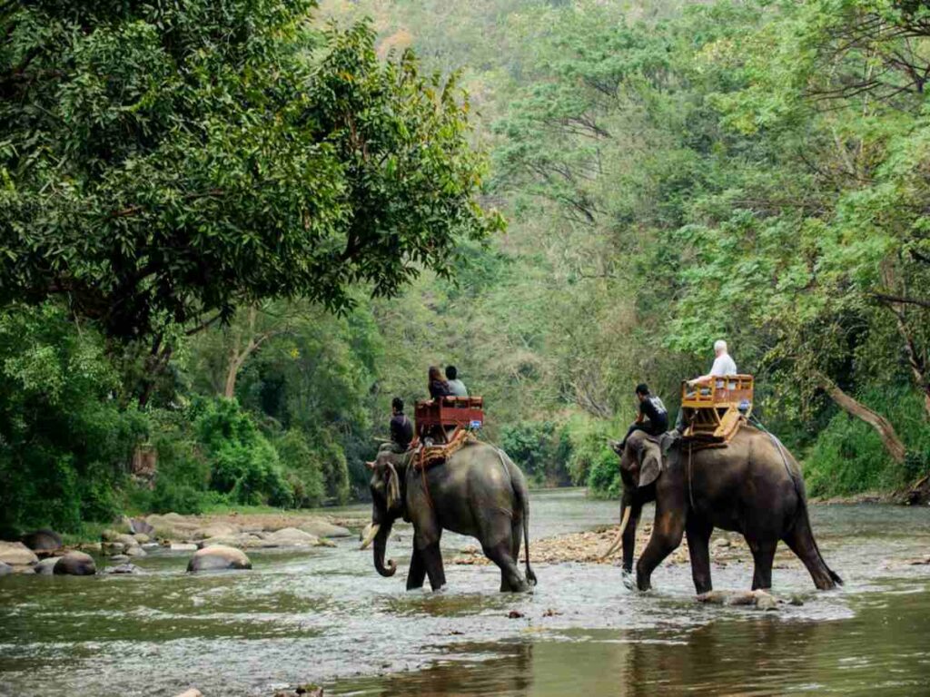 Dooars Jungle Safari