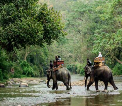 Dooars Jungle Safari