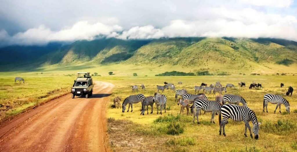 Discover the Best Jungle Safari Destinations​