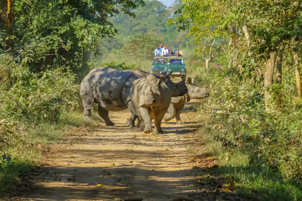 Dooars in West Bengal Tour Packages