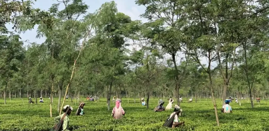 Dooars Tourist Places