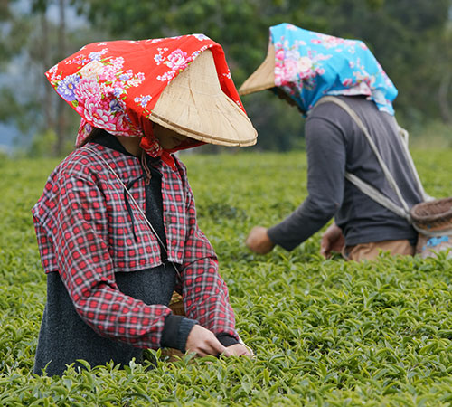 6067darjeeling-sikkim-in-10-days-thumb