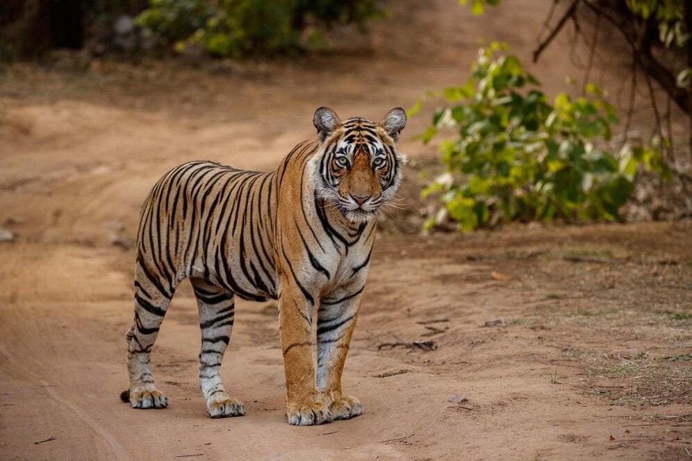  Buxa Tiger Reserve & Jayanti