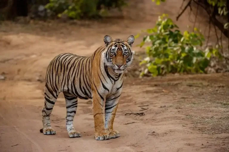 tiger